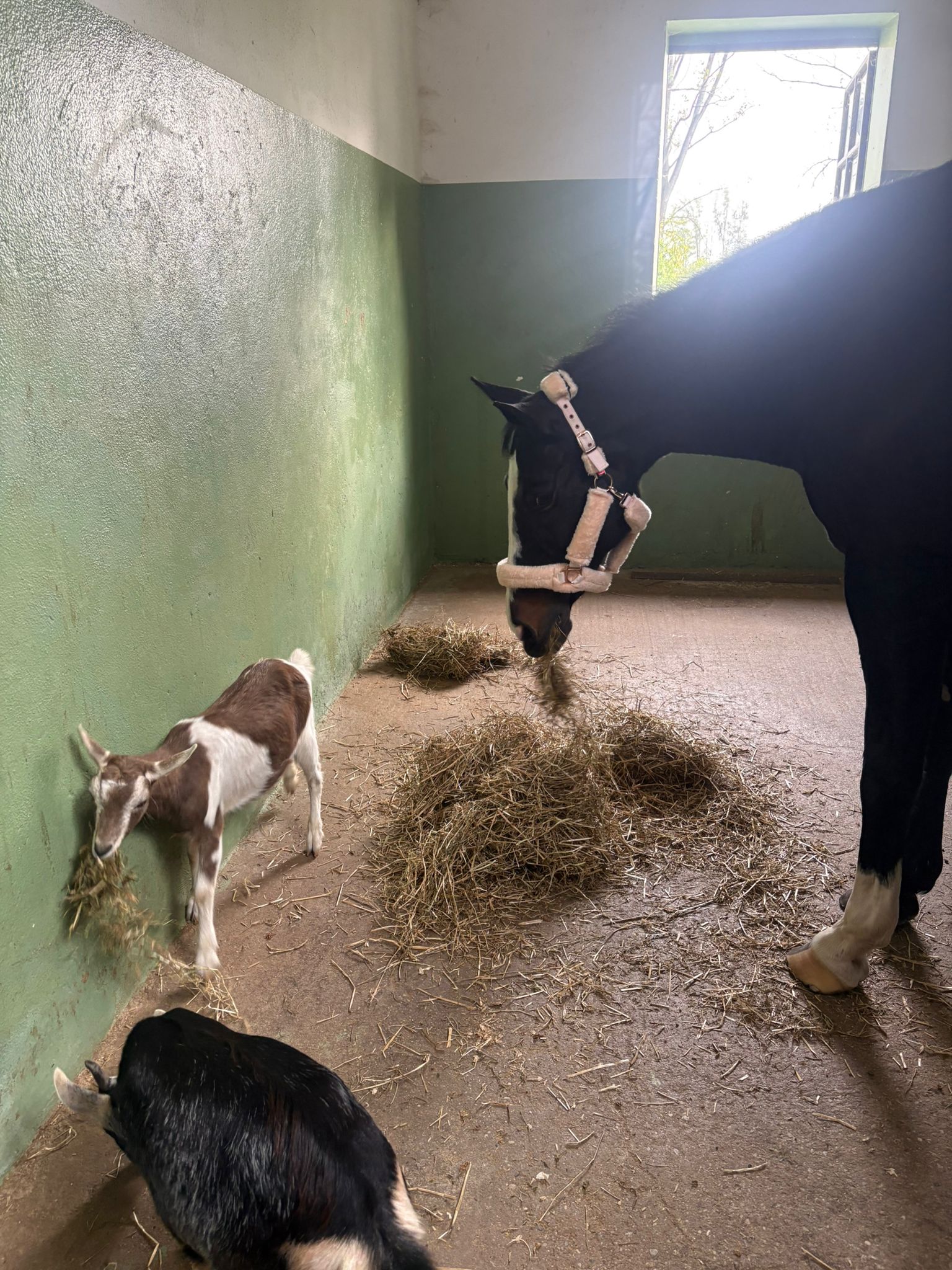 Stalla interna di Cascina Gufa