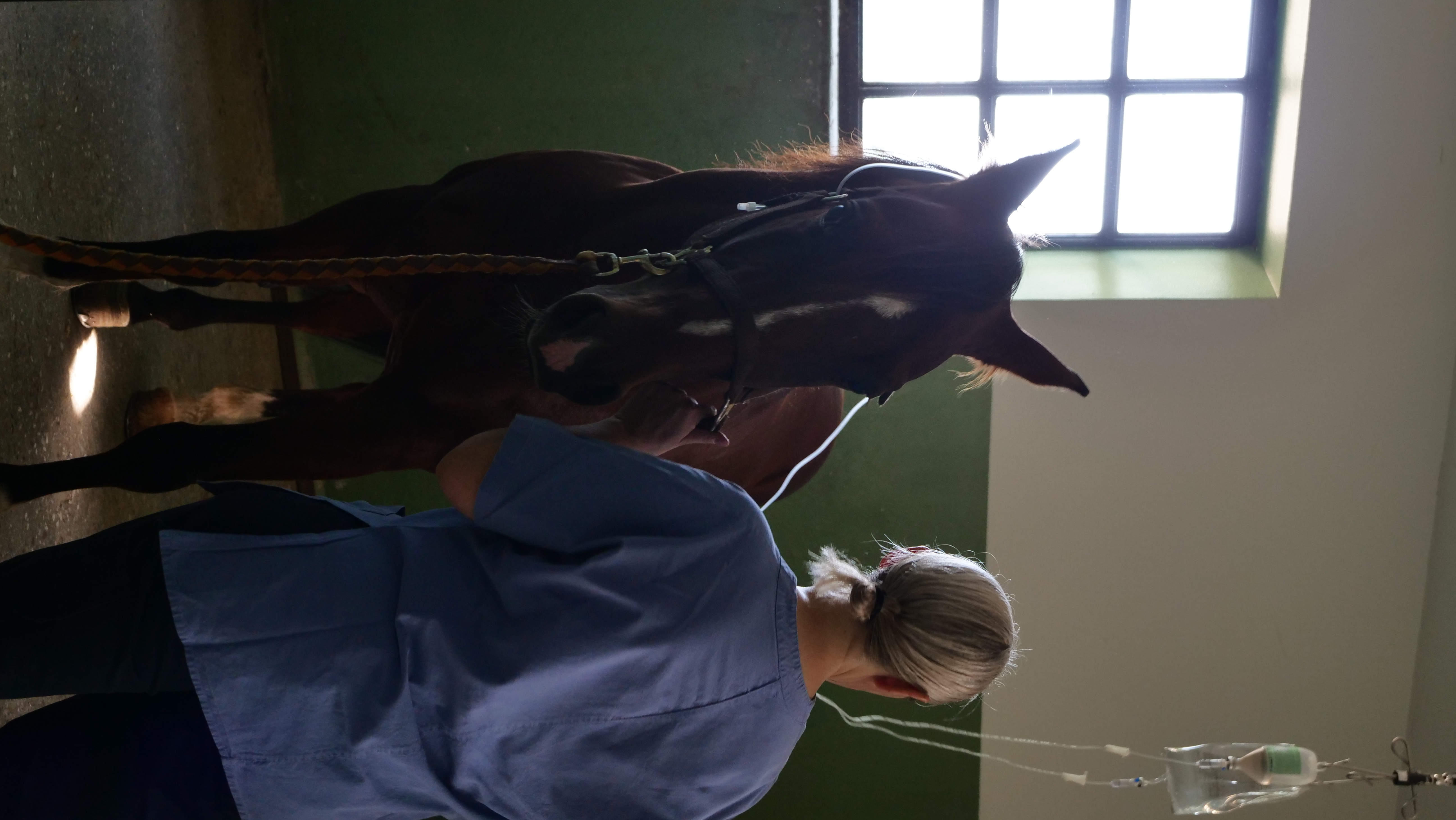 Dott.ssa Cristina Vittori tratta un cavallo in clinica