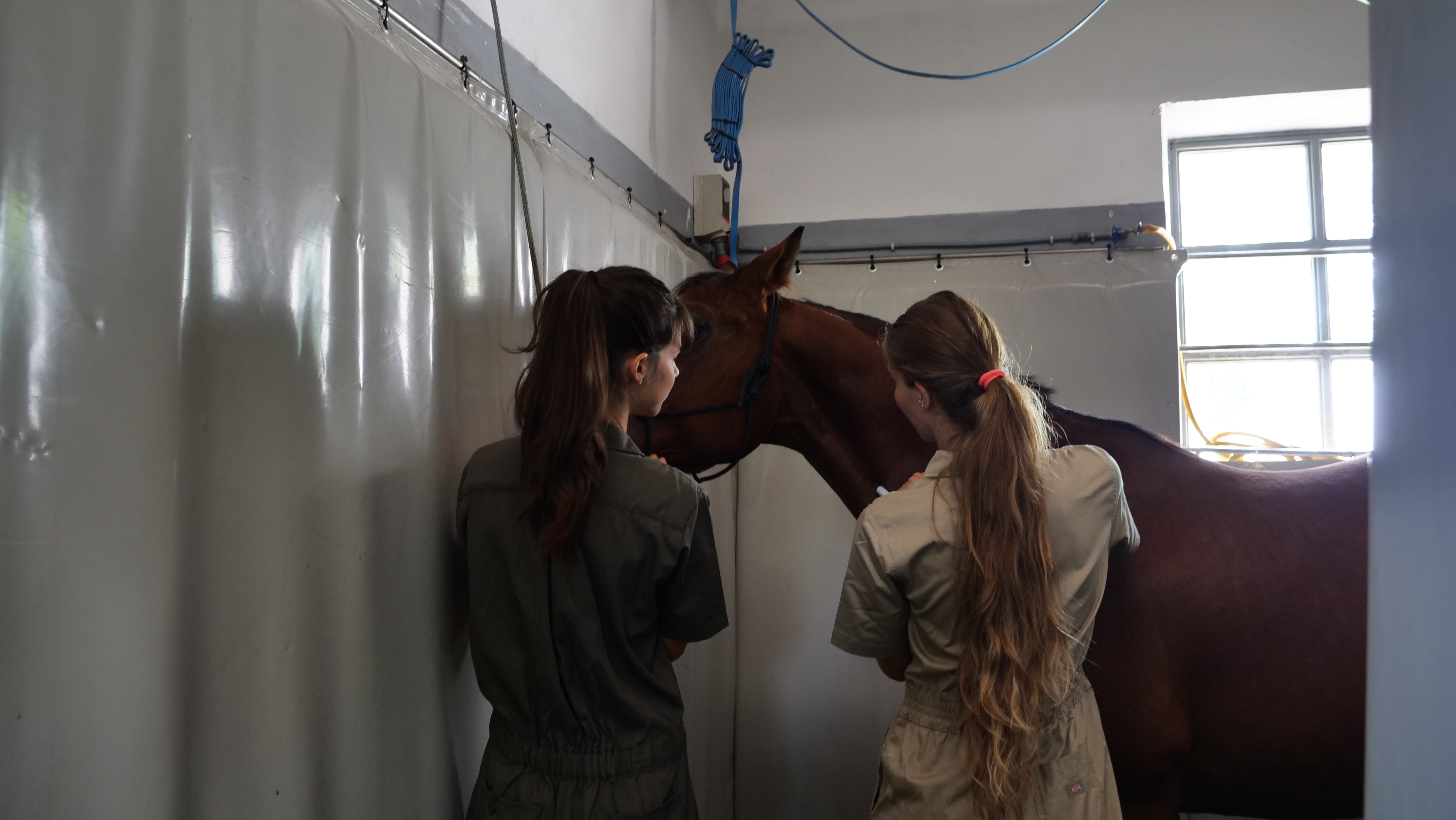 Studenti con cavallo alla finestra della clinica
